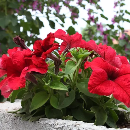 Apartamento By The Sea Sveti Petar, Biograd - 6168