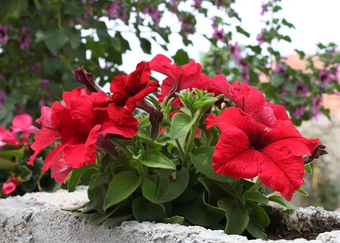 Апартаменты By The Sea Sveti Petar, Biograd - 6168